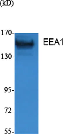 EEA1 rabbit pAb - image 1