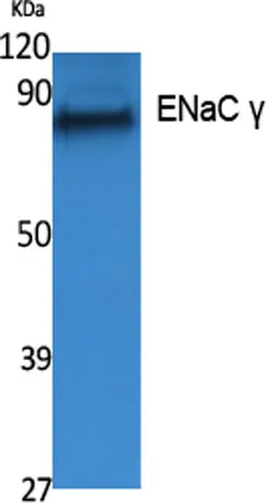 ENaC γ rabbit pAb - image 1