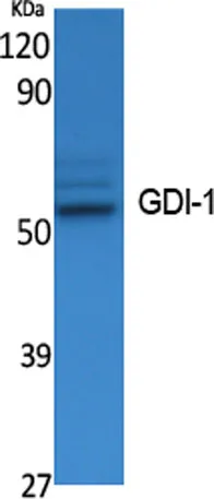GDI-1 rabbit pAb - image 1