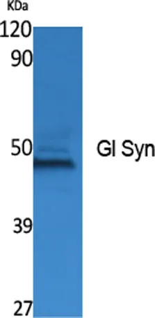Gl Syn rabbit pAb