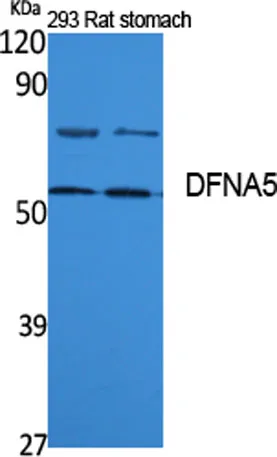 DFNA5 rabbit pAb - image 1