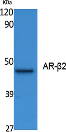 AR-β2 rabbit pAb - image 1