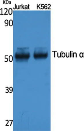Tubulin α rabbit pAb