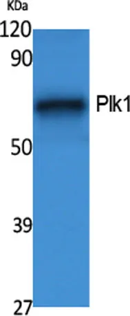 Plk1 rabbit pAb