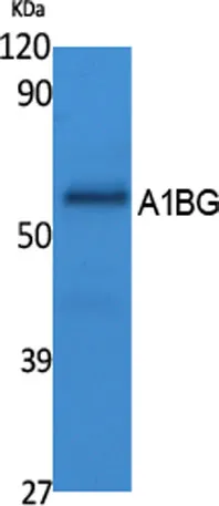 A1BG rabbit pAb - image 1