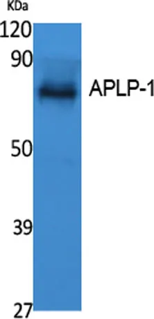 APLP-1 rabbit pAb - image 1