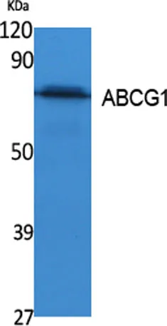 ABCG1 rabbit pAb - image 1