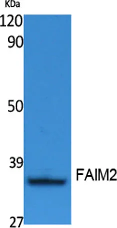 FAIM2 rabbit pAb - image 1