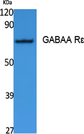 GABAA Rε rabbit pAb - image 1