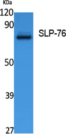 SLP-76 rabbit pAb - image 1