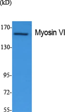 Myosin VI rabbit pAb - image 1