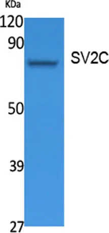 SV2C rabbit pAb - image 1
