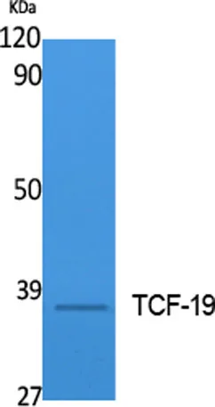 TCF-19 rabbit pAb - image 1