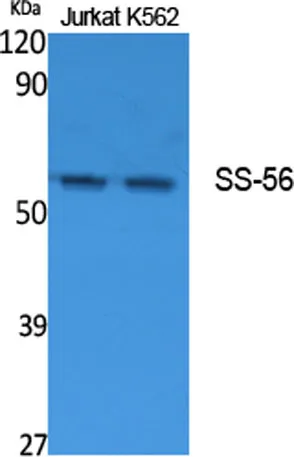 SS-56 rabbit pAb