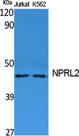NPRL2 rabbit pAb