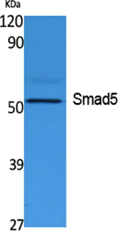 Smad5 rabbit pAb