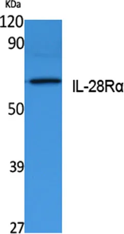 IL-28Rα rabbit pAb - image 1