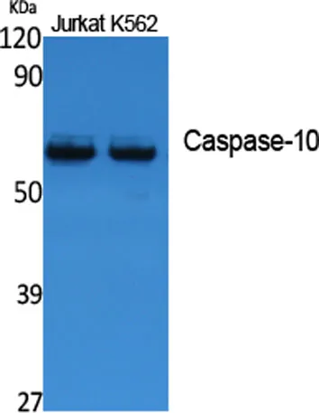Caspase-10 rabbit pAb - image 1