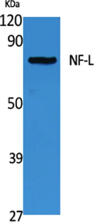 NF-L rabbit pAb - image 1