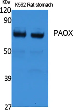 PAOX rabbit pAb
