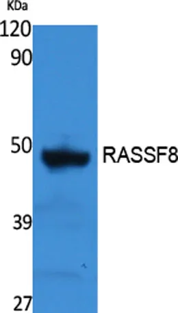 RASSF8 rabbit pAb - image 1
