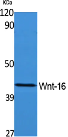 Wnt-16 rabbit pAb - image 1