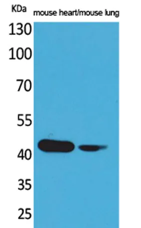 Actin-α cardiac muscle rabbit pAb - image 1