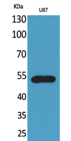 Fractalkine Receptor rabbit pAb - image 1