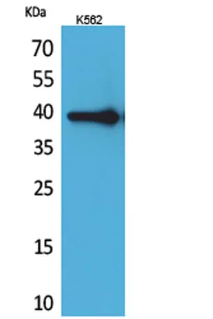 HSP77/76 rabbit pAb - image 1