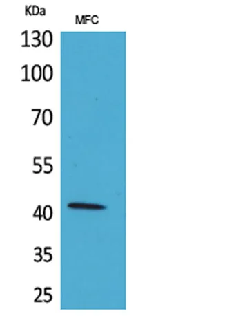 α-SMA rabbit pAb - image 1