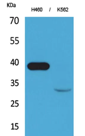 Cathepsin L rabbit pAb - image 1