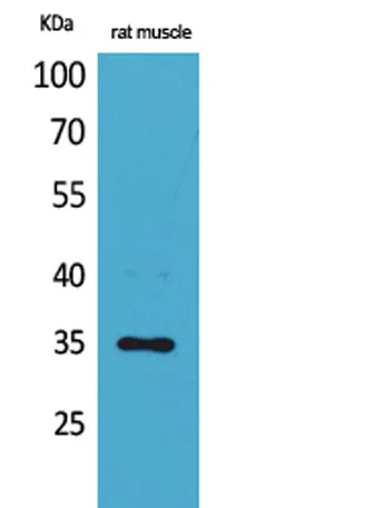CA IV rabbit pAb