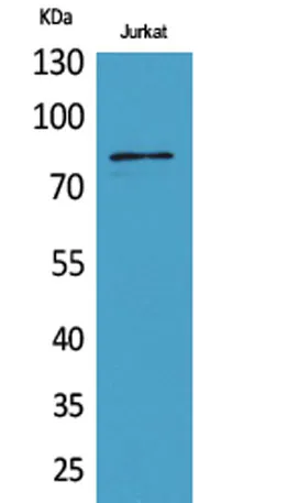 PREP rabbit pAb - image 1