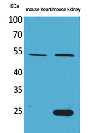 Sg III rabbit pAb - image 1