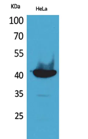 Cyclophilin D rabbit pAb - image 1