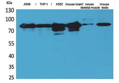 PKC γ rabbit pAb - image 1