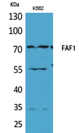 FAF1 rabbit pAb