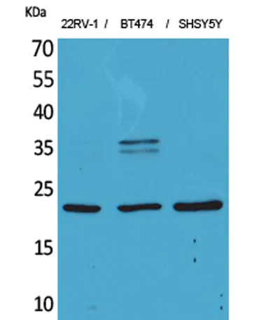 FGF-12 rabbit pAb - image 1
