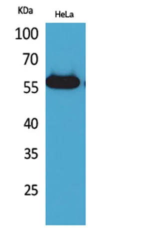 Amylase rabbit pAb - image 1