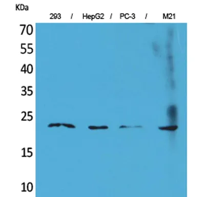 FGF-6 rabbit pAb - image 1