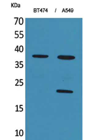 IFN-α1 rabbit pAb - image 1