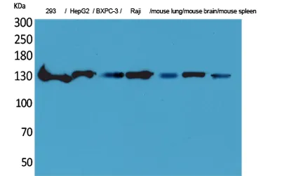 IL-16 rabbit pAb - image 1