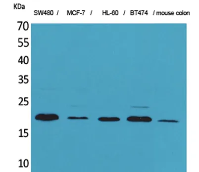 FGF-20 rabbit pAb - image 1