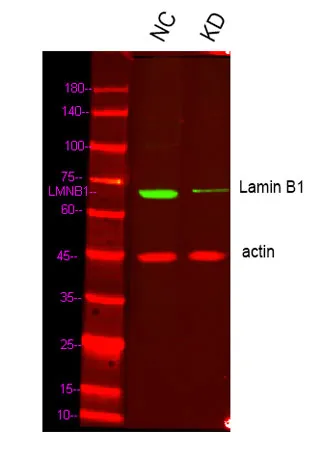 Lamin B1 rabbit pAb