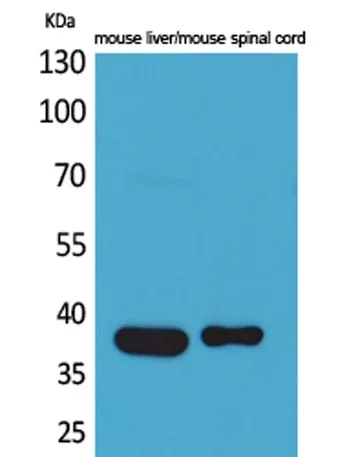 Aldolase C rabbit pAb - image 1