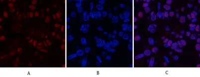 MDM2 rabbit pAb - image 1