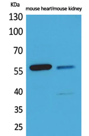 Angptl1/2 rabbit pAb - image 1