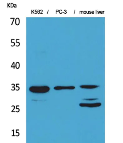 Cdc34 rabbit pAb