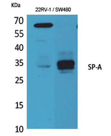 SP-A rabbit pAb - image 1