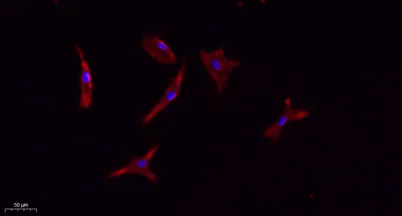 CD133 rabbit pAb